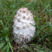 Мицелий Чернильного гриба / Навозник белый (Coprinus comatus)